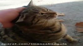 beautiful Cat  نوازش گربه زیبا گربه ناز زیبا