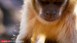 Amazing Capuchin Monkey Save Mouse When Snake Swallow