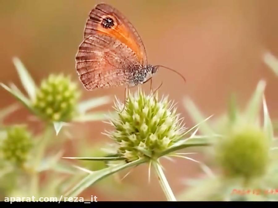 دیدم صنمی . ایرج بسطامی