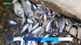 گرگان تلف شدن هزاران قطعه ماهی در استخرهای سد «وشمگیر»