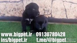 توله بلک مالینویزمالینویز مشکیwww.bigpet.ir