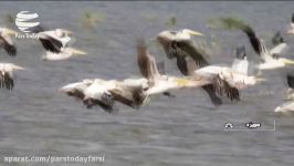 رقص پرندگان مهاجر بر فراز تالاب هویزه