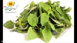 برگ استویـا 111 Stevia Leaf