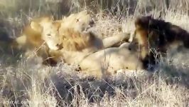 جنگ نبرد شیرهای درنده وحشی
