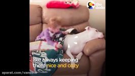 Girl Loves Taking Care Of Her Pit Bull Dog Best Friends  The Dodo