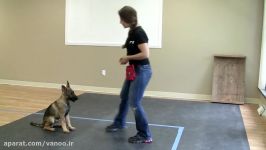 آموزش سگ آموزش نشستن به یک سگ چطور به سگ آموزش نشستن