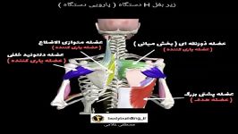 زیر بغل H دستگاه پارویی دستگاه Seated row machine .