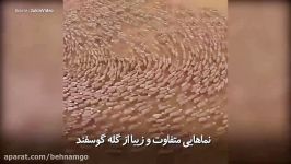 هنرنمایی عجیب حیرت انگیز گوسفند 