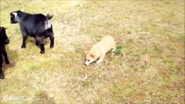 Corgi Are The Best  CUTEST Compilation