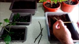 How to grow and propagate Blackberries and Goji plants with Jason Pepe httpwww.pepesplants.com