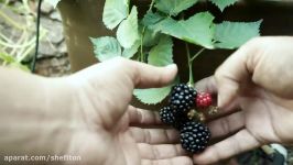 Growing Blackberries In Containers  The Complete Guide