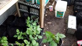 Growing tomatoes blackberries and apple trees in the greenhouse