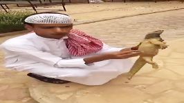 بدجور میخندی ها ... عرب وهابی حمله سوسمار هدیه ویژه کانال عیدالزهرا 