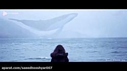 تنهاتر تنهاییکلیپ شاهکار نهنگ تنها iday  whale