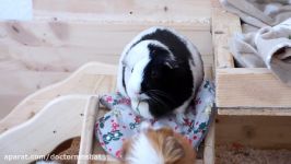 7 Common Mistakes That New Guinea Pig Owners Make