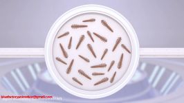 دمودکس ها Demodex انیمیشن قسمت هشتم نازک شدن وریزش مو