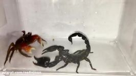 جنگ نبرد دیدنی عجیب بین خرچنگ عقرب سیاه