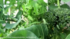 How to Grow Hydroponic Broccoli and Kale Outdoors