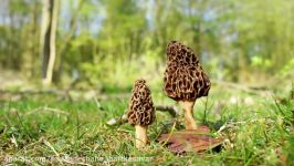 PROTIP Morel Mushrooms