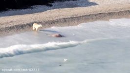 تلاش خرس قطبی برای شکار گراز دریایی