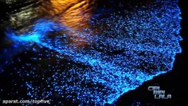 سواحل زیست تاب Bioluminescent Beaches