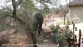 فیل بزرگ کاری نمی کند فقط در یک لحظه درخت تنومند را سرن
