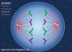 تقسیم میتوز فصل6 زیست یازدهم