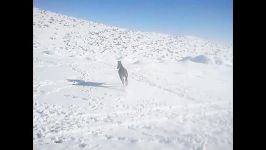 اولین برف امسال شهر پاریز.اسب مادیان کردلیلیشورشسوسو