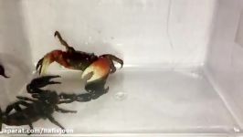 جنگ نبرد دیدنی عجیب بین خرچنگ عقرب سیاه
