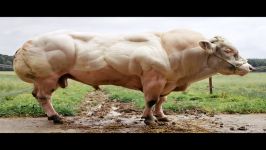 ۱۰ تا عضلانی ترین حیوانات دنیا حتما ببینید.از دست ندید.