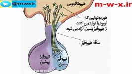 غده هیپوفیز