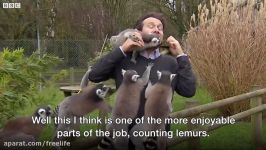 BBC reporter mobbed by lemurs  BBC News