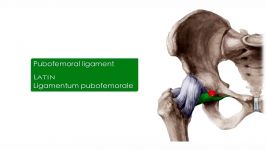 Pelvis Hip bone and Femur  Human Anatomy  Kenhub