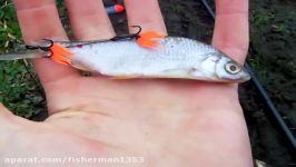 Rigging up Small Roach Deadbaits for Canal Zander