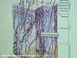 فصل 1 بخش1. درسهای درمان بیماریهای پوست زیبایی هبیف