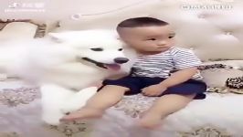 سگ چینی بسیار دلسوز پرستار بچه ازدست ندی هدیه ویژه کانال عیدالزهرا آپارات