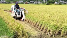 برداشت برنج در کوب، ژاپن برداشت محصول برنج در کوب 2016