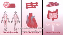 از سیستم عضلانی بدن چه می دانید؟