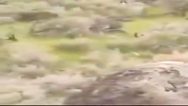خرسی بچه یک گوزن را شکار کرده بعد مادر گوزن تنها راه نجات بچه اش را حمله به
