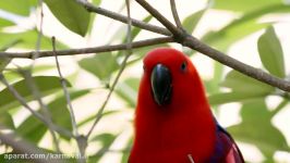 کارناوال  باغ پرندگان جورونگ سنگاپور