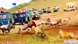 حمله شیرها به گله گاوهای وحشی در چند قدمی توریست ها