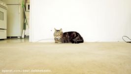 گربه ابر قهرمان ولورین 720p
