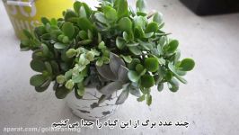 تکثیر ساکولنت ها طریق برگ ها