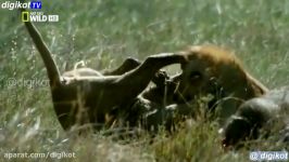 نبرد شیرها برای تصاحب شکار
