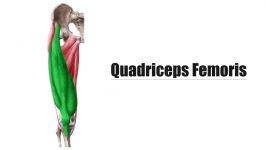 Quadriceps Femoris Muscle  Origin Insertion and Function  Human Anatomy  Kenhub