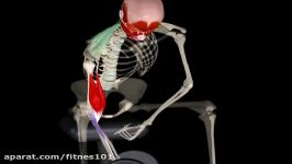 Dumbbell Concentration Curl  3D Anatomy