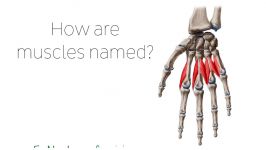 How are muscles named  Human Anatomy  Kenhub