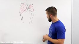 Your UPPER Butt Muscle  Gluteus Medius Action