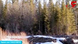 مشاهده موجودی ناشناخته عجیب در جنگل های کانادا