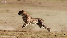 تصاویر تماشایی سرعت خیره کننده یوزپلنگ حین شکار